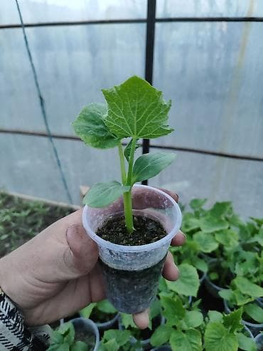 воды: Рассада огурца в стаканчиках - Сеянцы огурца, выращенные в теплице в — 1