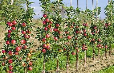 iphone d: Обрезка плодовых деревьев Профессиональная обрезка плодовых деревьев — 2