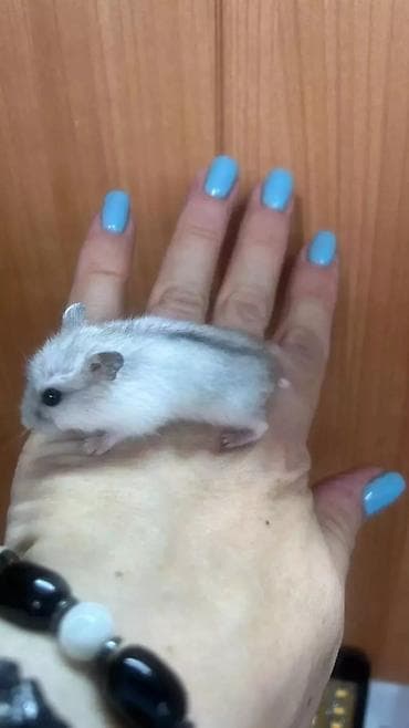 Собаки: Продаются хомячки сирийские, ангорские пушистые хомячки, джунгарские — 10