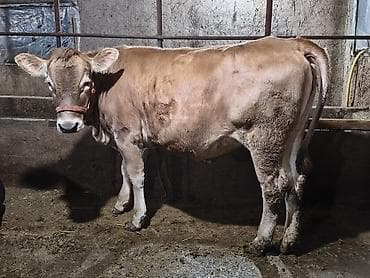 аршан кой: Продаю | Тёлка | Алатауская | На откорм, Для разведения — 2