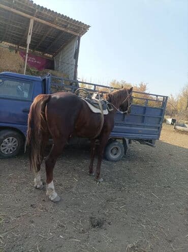 собака охотничий: Продаю | Конь (самец) | Рабочий — 3