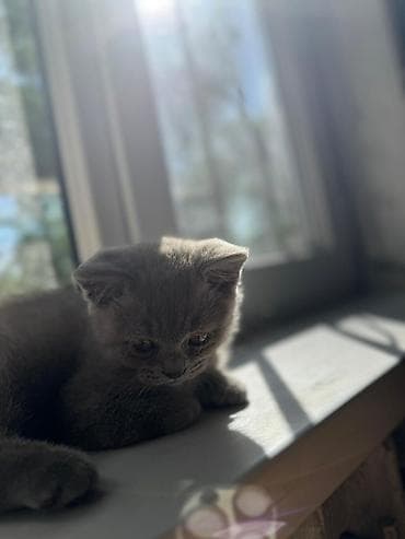 Британская короткошёрстная, 3 месяца, Мальчик, Лиловый, Приучена к лотку