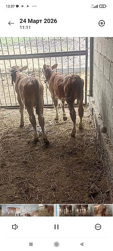 уйлар кара балта: Продаю | Музоо, торпок | Привязанные — 3