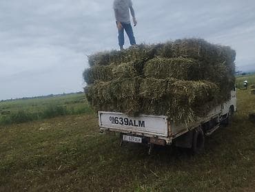 прием кукуруза: Прессованное сено в тюках - Натуральное луговое сено, заготовка с — 3