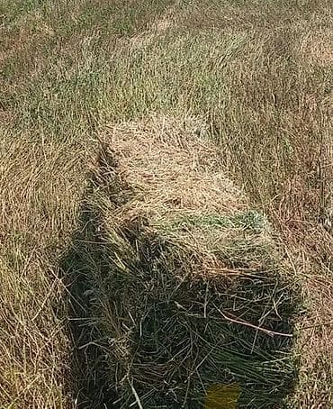 Сено в тюках 
Г. Беловодск 795 шт бар
39 ватсап