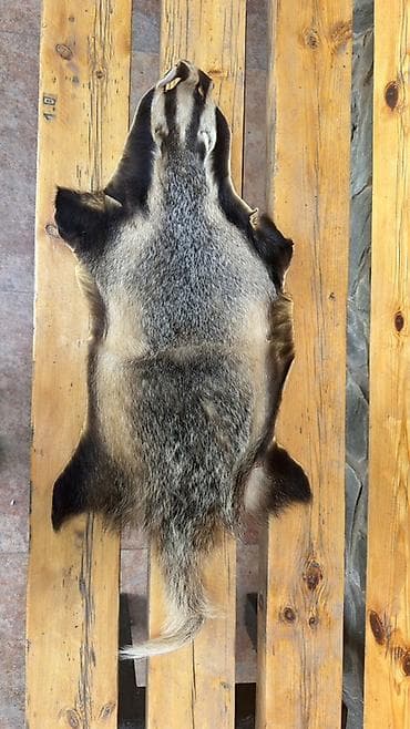 одежда мужские: Шкура барсука (выделанная) Натуральная шкура с характерным — 1