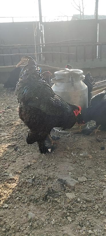 хомяк в бишкеке: Продаю | Куры | Кохинхин | Для разведения — 4