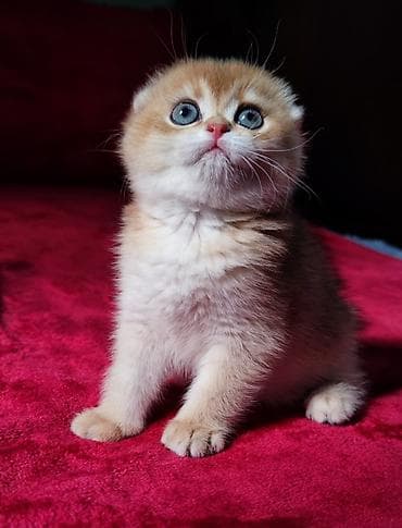 ориентальная длинношерстная кошка: Скотиш Фолд (Шотландская вислоухая), 2 месяца, Мальчик, Золотая шиншилла — 2