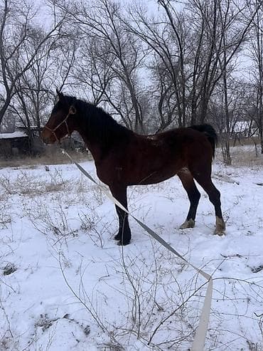 продаются собаки: Продаю | Жеребец | Полукровка | Для разведения | Племенные — 5