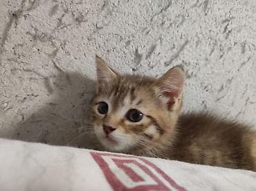 кошка продаётся: Скотиш Страйт (Шотландская прямоухая), 2 месяца, Девочка, Приучена к лотку — 4