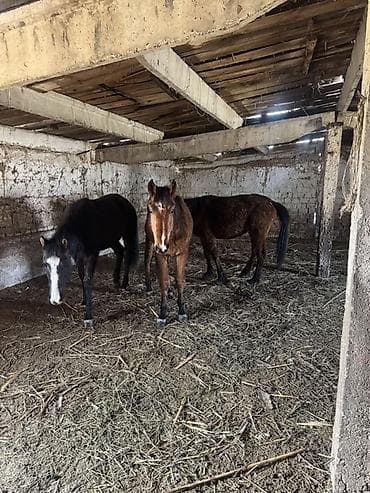 дончак тай: Продаю | Жеребенок | Для разведения, Рабочий — 3