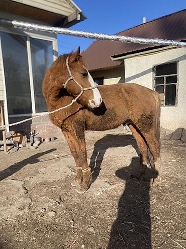 Собаки: Продаю | Конь (самец) | Полукровка | Рабочий — 5