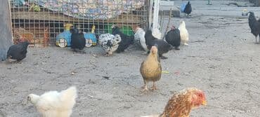 отдам даром охотничью собаку: Продаю | Куры, Петух — 11