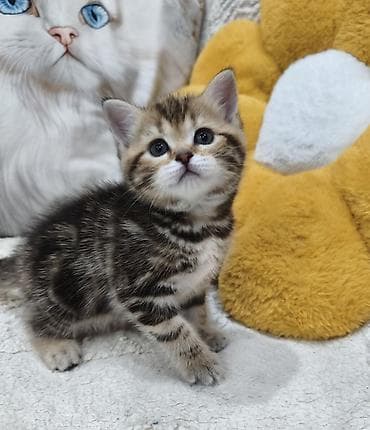 Продается шотландский котенок. Девочка. Окрас черный мрамор. Дата at lalafo.kg Продается шотландский котенок. Девочка. Окрас черный мрамор. Дата