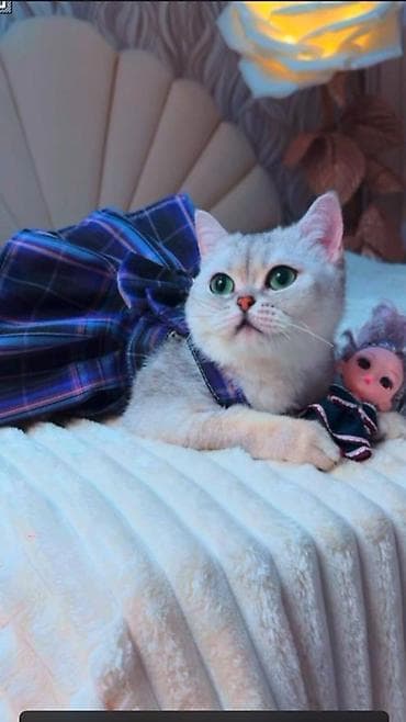 Британская короткошёрстная, 2 года, Девочка, Серый