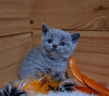 котенок мейн кун цена: Продаётся чистокровный шотландский — 2