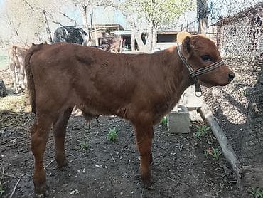 тазы собака: Сатам | Бука (эркек) | Аргын | Көбөйтүү үчүн | Жасалма уруктандырылган — 3