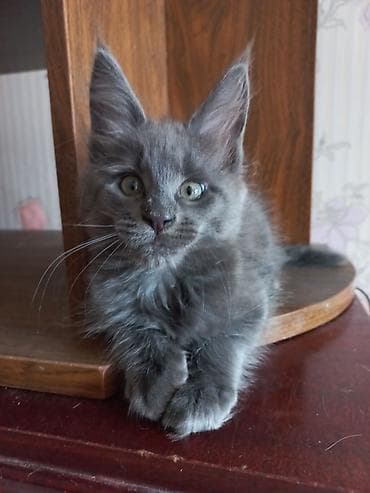 сиамский кошка: 🐾🐈Котята мейн-кун готовы к переезду! Отличный помёт с шикарными — 3