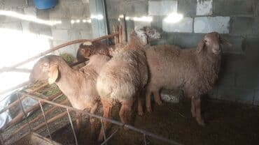 дикие кошки: Продаю | Овца (самка) | Для разведения | Ярка — 1