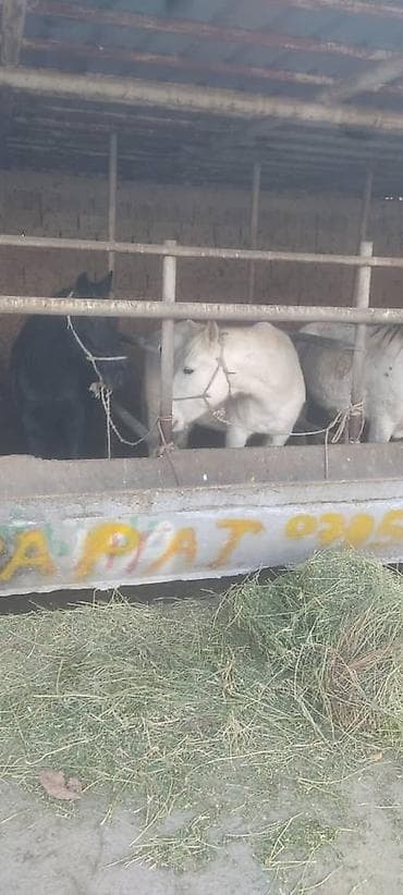 соль для животных: Кой сойу кызматы 1000сом
Резать баран жылкы бодо мал ж.б — 9