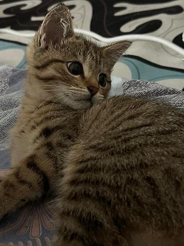 Үй жаныбарлары: Мышык бекер берилет: Скотиш Фолд (Шотландиялык шалпаң кулак), 4 айлык, Ургаачы, Аргын, Лотокко барууга үйрөтүлгөн, Курттардан тазаланган — 3