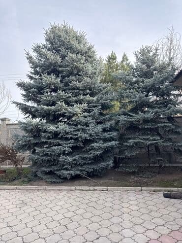 купить декоративные деревья: Ель голубая (Picea pungens ‘Glauca’) — крупномерные деревья для — 2
