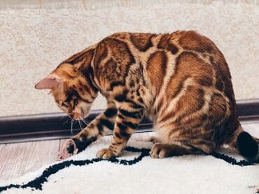 очень нужны: Друзья .Питомник бен гла мур с любовью предлагает вам котят — 1