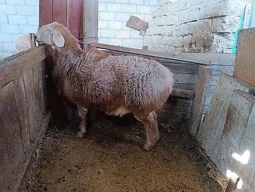 купить собаку в бишкеке: Продаю | Баран (самец) | Арашан | Для разведения | Осеменитель — 6