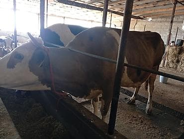 мастит: Продаю | Корова (самка) | Голштин | Для молока | Привязанные — 4