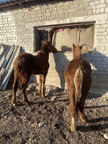 Услуги ветеринара: Продаю | Жеребенок | Для разведения | Племенные — 3