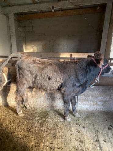 собаку в добрые руки: Продаю | Бык (самец) | Алатауская | На откорм | Привязанные — 1