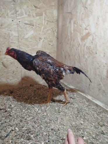 алмаша: Сатам | Тооктор — 4