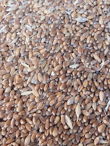 Продаю пшеницу. Село Беловодское. Телефон О 77I 4ОО 27I звоните по