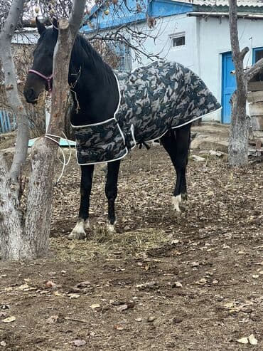 Продаю | Жеребец