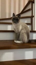 показы 1 354 72 договорная кошка даром британская короткошёрстная 1 год мальчик метис 2 позвонить написать: Сиам, 1 жаш, Ургаачы, Лотокко барууга үйрөтүлгөн — 3