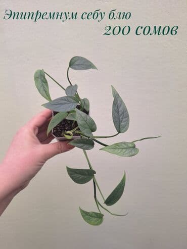 сколько стоит аквариум для рыбок: ● Комнатные растения (укоренённые черенки, молодые растения, взрослые — 10