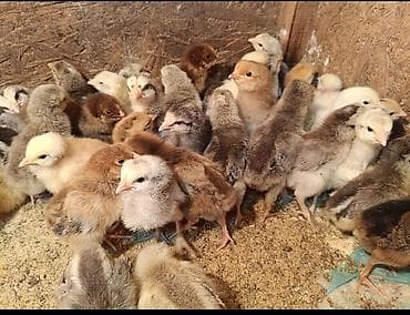 Спешите. Продаю пяти суточных цыплят мясо яичного направления