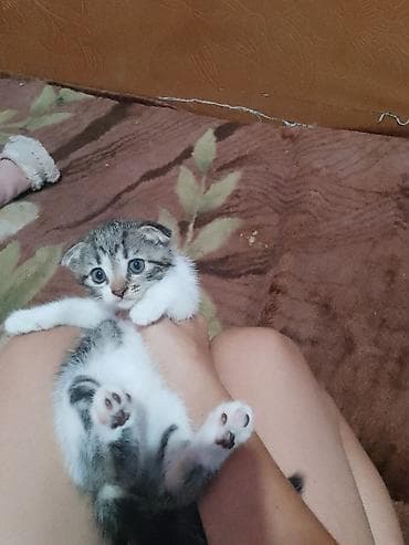 Скотиш Страйт (Шотландская прямоухая), 1 месяц, Девочка, Приучена к лотку — 4