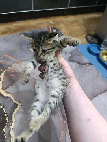 объявления про котят: Отдам даром двух котят — 2