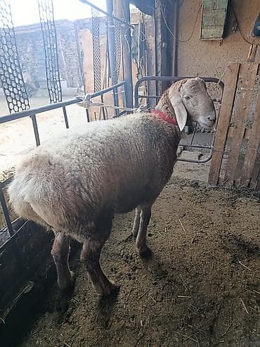 карликовые кошки: Продаю | Овца (самка) | Для шерсти | Матка — 4