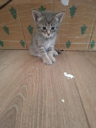 приму в дар котенка: Милые котята в добрые и ответственные руки 🐱Описание:Отдаем в добрые — 4