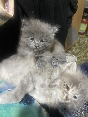 cat sofa: Продаю котят метисов мама обычная черная папа серый британец — 4