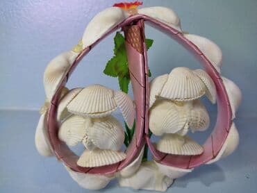семена арбузы: Ракушки. Привезены с Чёрного моря. Цена за все — 3