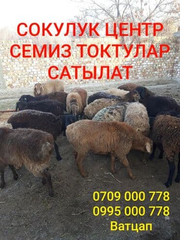 возьму собаку в добрые руки: Продаю | Овца (самка) | На забой, Для разведения — 1