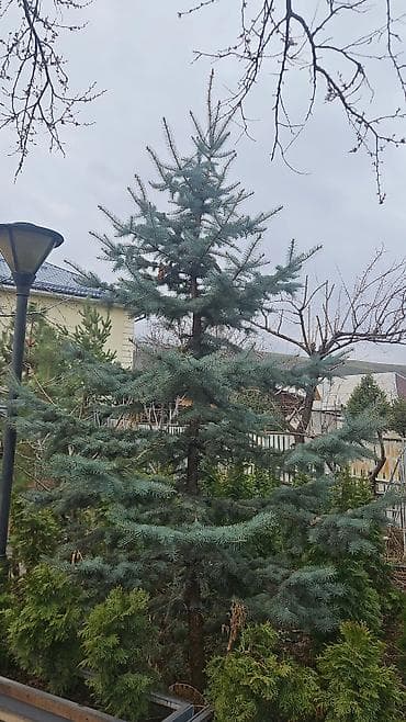 саженцы елки: Распродажа голубых елей! Высота 2 м, 3 м — 7