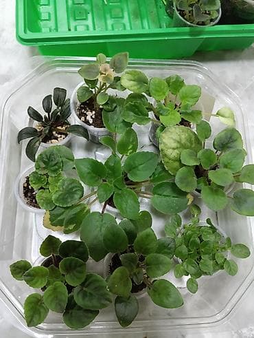 Комнатные розы: В продаже крупные детки и стартеры, взрослые сортовые фиалки, Отправка — 4