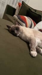 показы 1 354 72 договорная кошка даром британская короткошёрстная 1 год мальчик метис 2 позвонить написать: Сиам, 1 жаш, Ургаачы, Лотокко барууга үйрөтүлгөн — 7