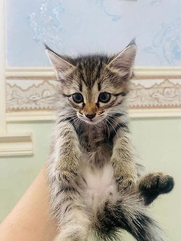 2 месяца, Девочка
