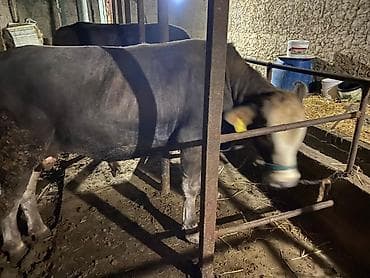 бир: Сатам | Бука (эркек) | Аргын | Бордоп семиртүү үчүн | Байланган — 2