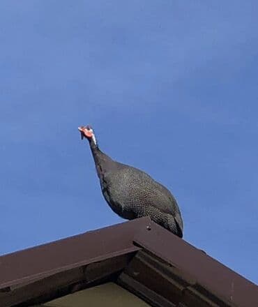 Грызуны: Продаю | Куры — 4